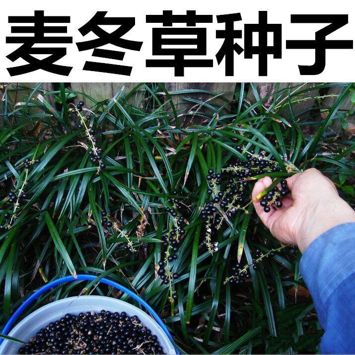 矮麦冬草种子玉龙草种 种子叶片短 长不高 麦冬草种子 玉龙草种子