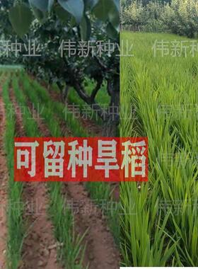旱稻种子高产山谷种旱谷山地丘陵旱地直播常规稻谷旱谷种子