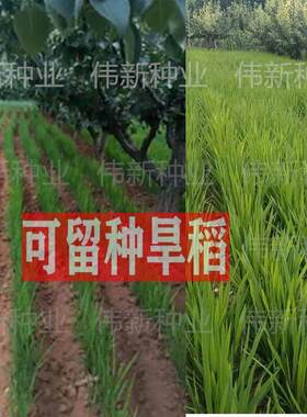 旱稻种子高产山谷种旱谷山地丘陵旱地直播常规稻谷旱谷种子