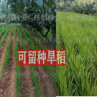 旱稻种子高产山谷种旱谷山地丘陵旱地直播常规稻谷旱谷种子