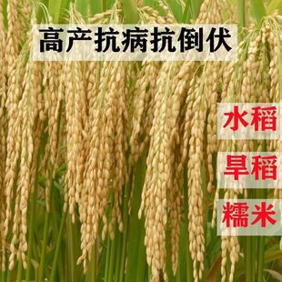 可留种水稻旱稻旱地10号种籽常规圆粒糯米稻谷珍珠米