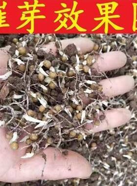 正宗云南黄精种子多花黄金种子不倒苗中药材老虎姜四季黄金苗子