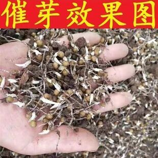 正宗云南黄精种子多花黄金种子不倒苗中药材老虎姜四季黄金苗子