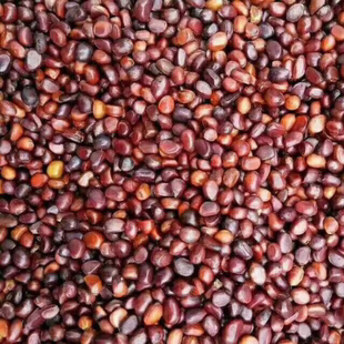 赤芍种苗,芍药种苗,白芍籽,中药材种苗 赤芍籽,赤芍种子,正品