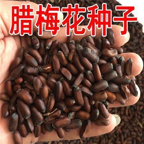 腊梅种子梅花种子黄花腊梅树种子花树种子花种