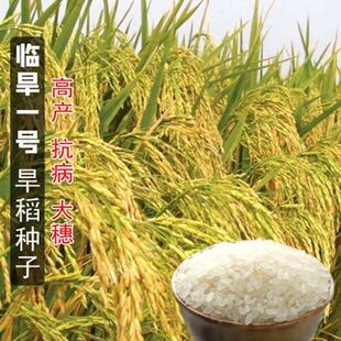 高产旱稻种子抗旱抗病生抗倒临旱一号香米种籽稻种圆粒旱稻珍珠米