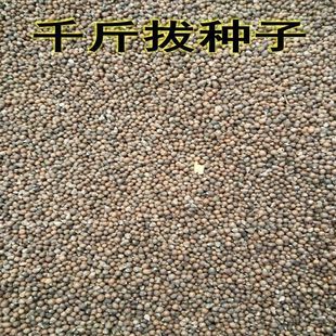 药材种子 千斤拔种子小叶千斤拔种子大叶千金拔种子盆栽庭院种植