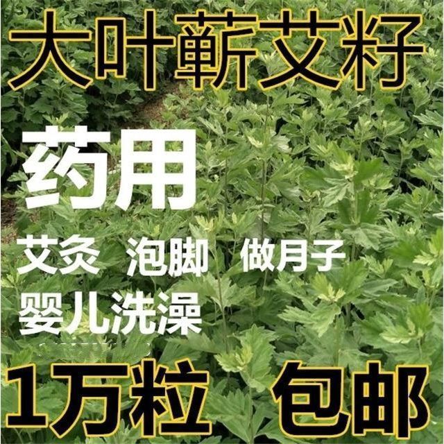 药用艾叶种籽 艾绒蕲艾植物大叶种子野生苗五月艾籽