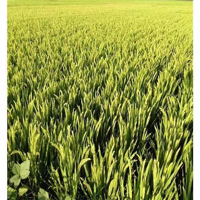 旱谷种子山稻种子常规水稻可直播圆粒稻种适合山坡丘陵高产抗倒伏