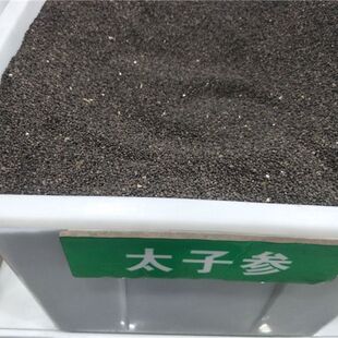 正宗柘荣太子参种子 纯正特级天然野生包邮非颗粒福建种子无硫