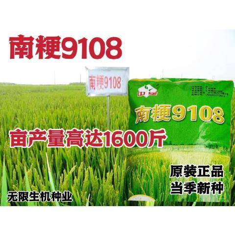 水稻种子南粳9108稻种籽优质高产圆粒水稻谷香米种子孑抗倒伏正品