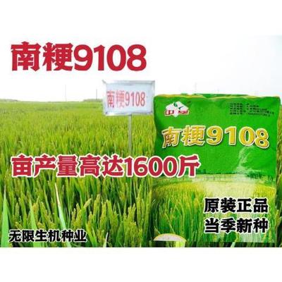 水稻种子南粳9108稻种籽优质高产圆粒水稻谷香米种子孑抗倒伏正品