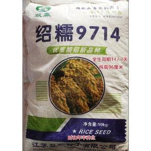绍糯9714水稻种籽优质糯稻新品种常规粳稻种籽高产抗病大田精选种