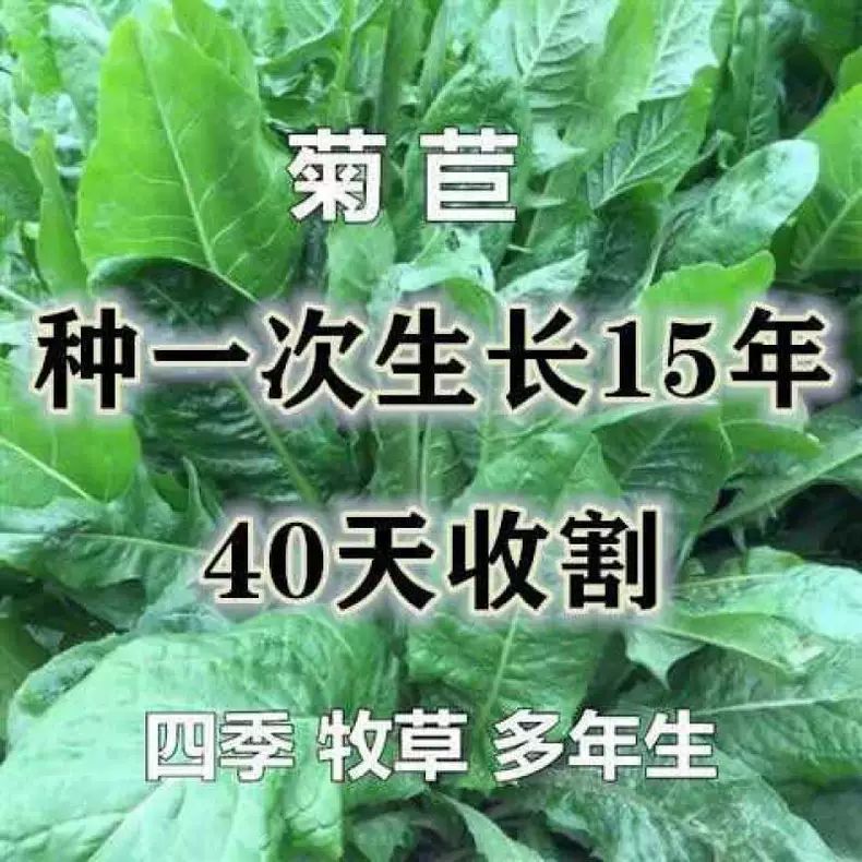 将军菊苣种籽大叶菊苣多年生四季牧草种子牛羊兔鸡鸭鹅鱼草猪草种