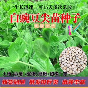 白豌豆尖种子连续采收盆栽地栽生长豌豆苗水培豆芽