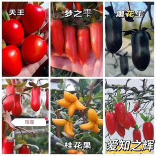 耐寒老鸦柿梦之雫丰果日本老鸦扦插原生母树明年开花挂果非嫁接