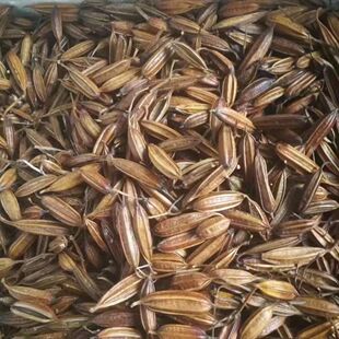 毛慈菇果夹水白芨冰球子苗名贵材果夹种子材种子