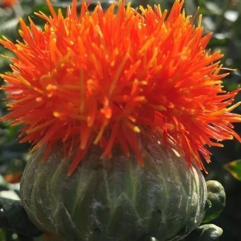 云南宏伟种业滇红花种子宾红三号纯正无刺红花草籽中草药种籽