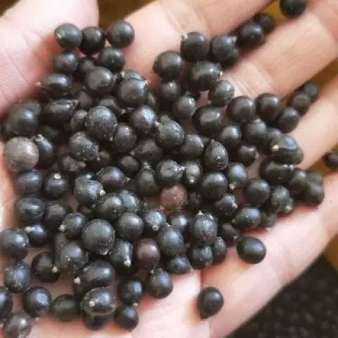 苦木种子四季播种用种籽籽种子