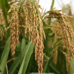 旱稻种子高产临旱1号山地丘陵旱地直播常规稻谷水稻旱谷种子旱地