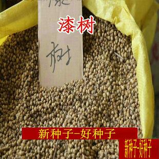 野生大木漆树种子漆树苗树木漆树油种子油漆种子