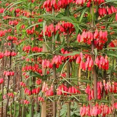 滇黄精种子黄精种子多花黄精种子红花滇黄精种子鸡头黄精种子