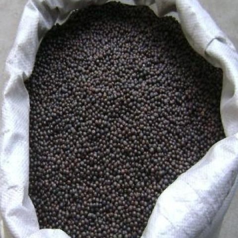 苦木种子四季播种用种籽籽种子