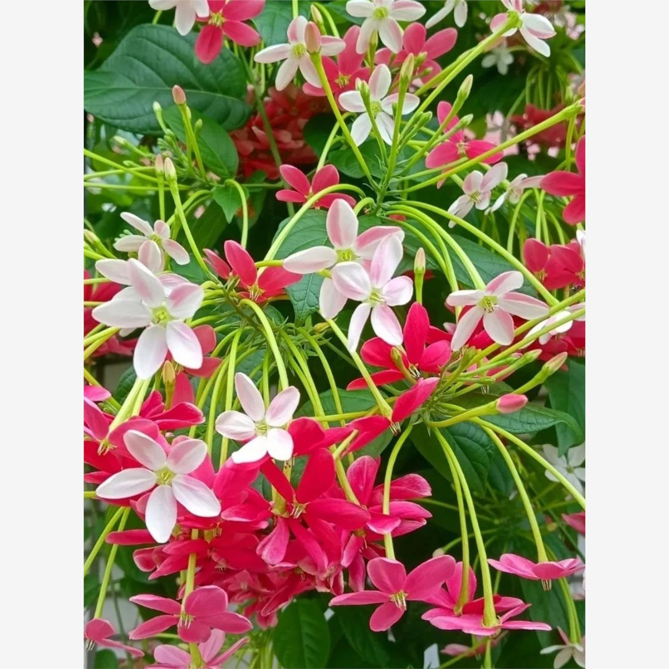 使君子种子一斤爬藤植物重瓣花种子种籽四季