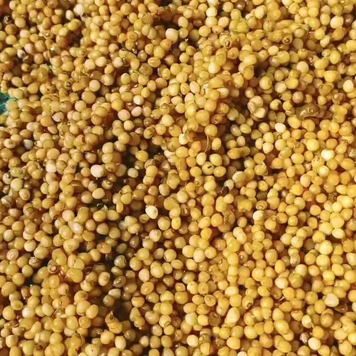 正品云南黄精种子多花老虎姜野生种子中药材优质黄金苗子发芽率高