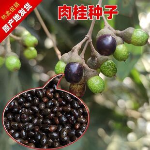 肉桂树种子桂皮树种子玉桂树种子广东广西肉桂树种子肉桂种子包邮