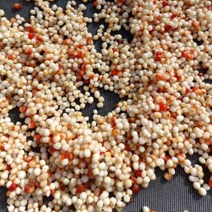 正宗粉质滇重楼种子高杆矮杆多芽重楼种子七叶一枝花种子独角莲籽