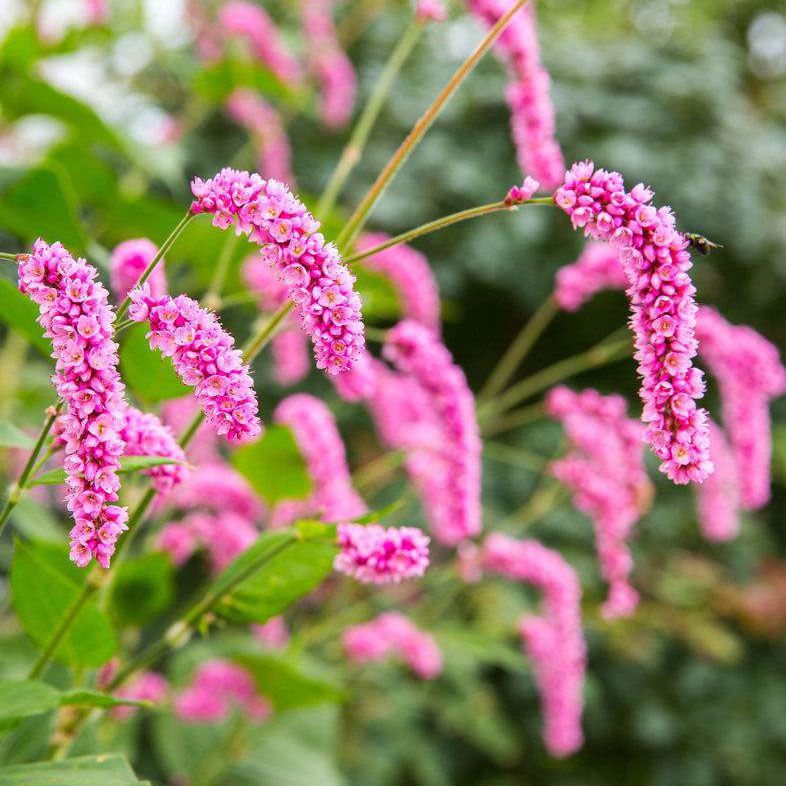 红蓼种子 水红花 狗尾巴花 耐湿水边花卉 庭院荷塘景观花卉种子