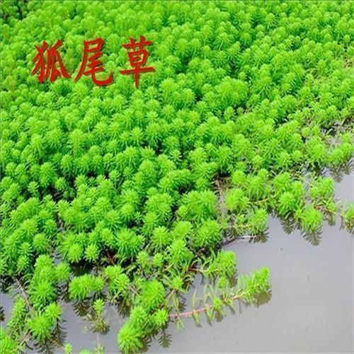 狐尾草鱼塘水草种子水花生伊乐藻轮叶黑藻苦草种子小龙虾
