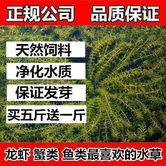 水草种子伊乐藻轮叶黑藻