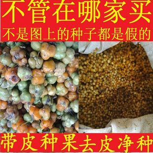 药材种子 鸡头黄精种籽 高杆姜型多花不倒苗黄精种子50g