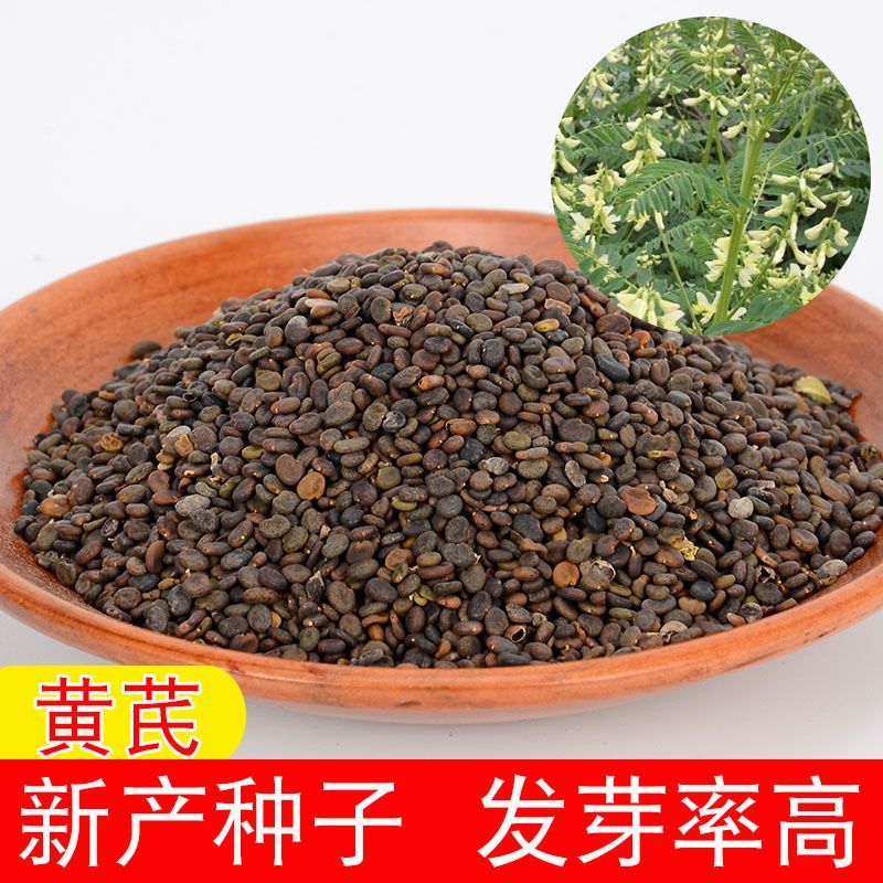 黄芪种2022年新货高发芽率多年生种籽春季棉芪低杆中药材籽种