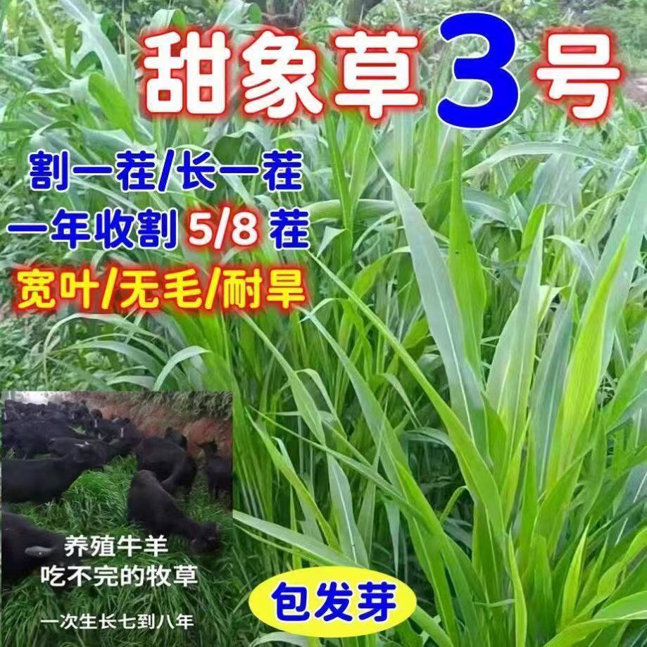 进口甜象草种子四季耐寒大叶无毛牧草种子多年生养殖牛羊猪草籽