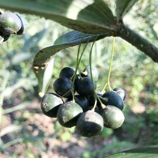 黄精种子野生新鲜鸡头黄精籽多花姜型老虎姜种子产地直发250g包邮