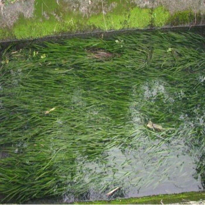 鱼塘水草种子四季苦草种子龙虾鱼蟹养殖水草籽四季