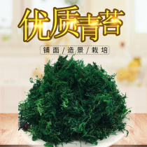 花卉仿真创意迷你植物 青苔绿色苔藓水草护盆草盆景盆栽铺面装饰仿真绿植花卉花艺材体察网