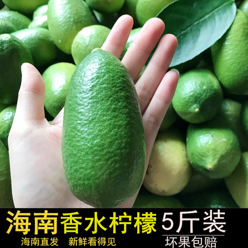 海南新鲜无籽 香水柠檬 5斤 一级果青柠檬绿柠檬果园现摘包邮