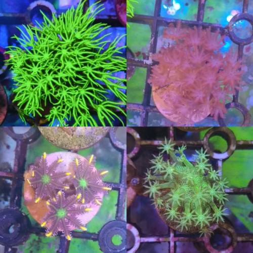 4盘 草皮 闪千手 金边手心花 三绿大花皮革  新手珊瑚套餐海缸