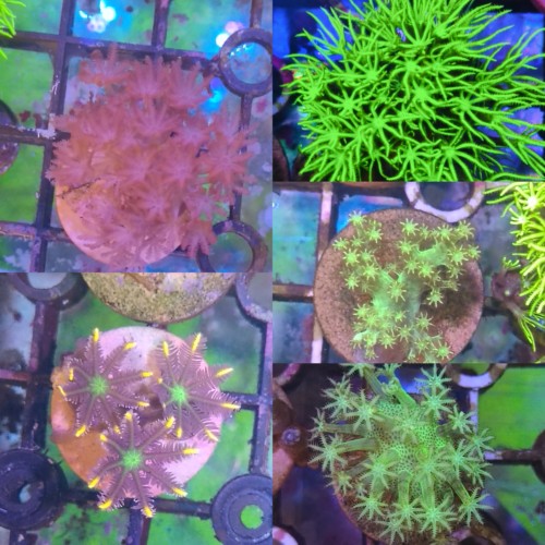 新手套餐5盘草皮闪千手圣诞树手心花皮革珊瑚软体珊瑚新手好繁殖