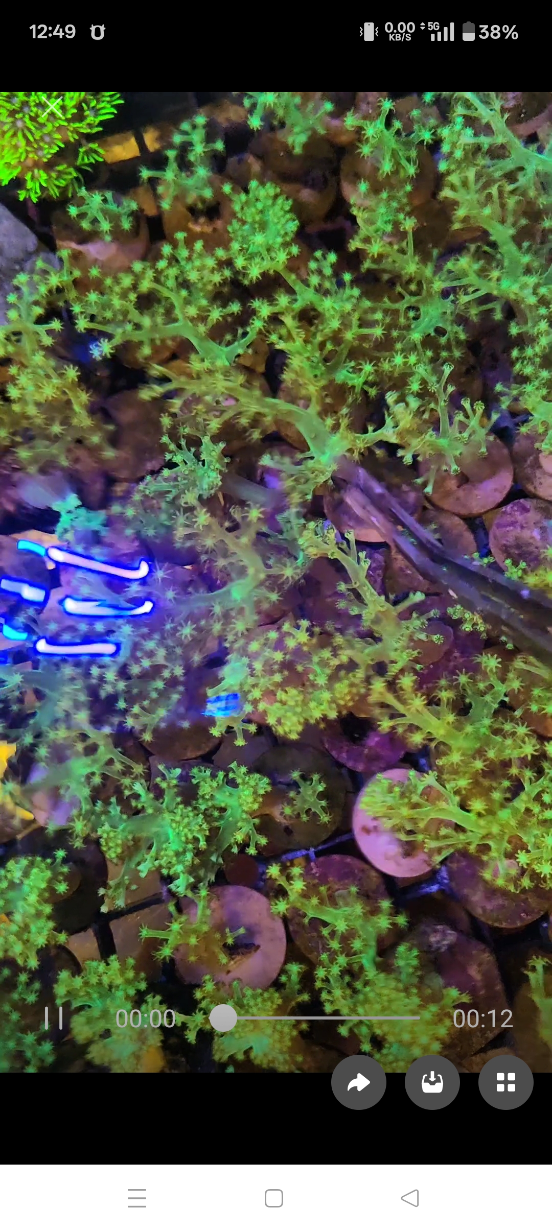 荧光绿圣诞树珊瑚麦穗珊瑚荧光海缸珊瑚水桃花鸡冠花观赏软体珊