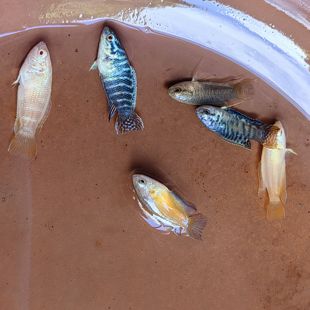 中国斗鱼小型观赏鱼白化黄金活体菩萨鱼冷水淡水越黑不打氧耐养