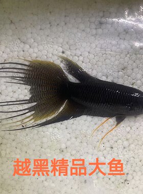 中国斗鱼纯种越黑冷水鱼观赏淡水鱼菩萨鱼低于零度大黑叉