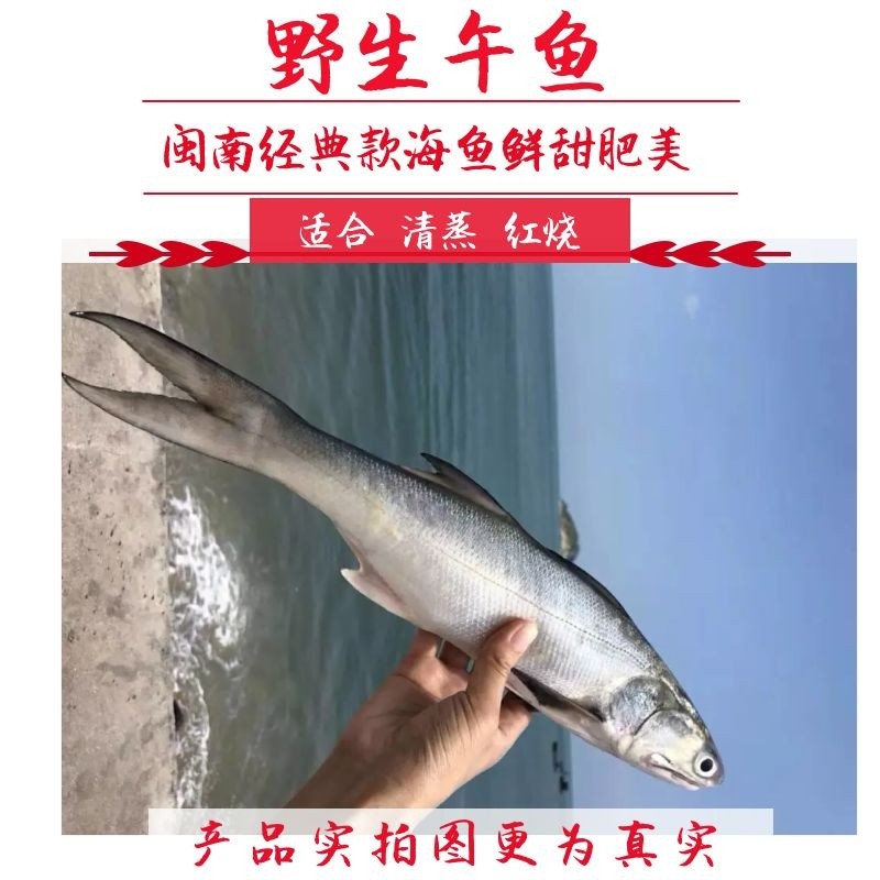 东山岛野生海鲜马友鱼午鱼午仔鱼桂花鱼黄花鱼黄翅鱼马胶鱼
