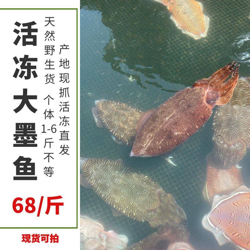 活冻大墨鱼墨鱼个体1-6斤不等具体东山岛墨鱼活体直接现冻发货