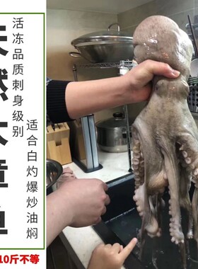 东山天然野生鲜活活冻海鲜大章鱼