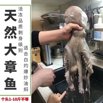东山天然野生鲜活活冻海鲜大章鱼
